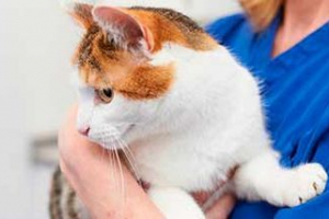 Jak postępuje i jak leczyć toksoplazmozę w kotach? Jak postępuje i jak leczyć toksoplazmozę w kotach?